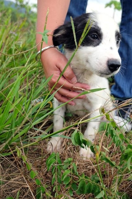 Thor - Mixed Breed Dog