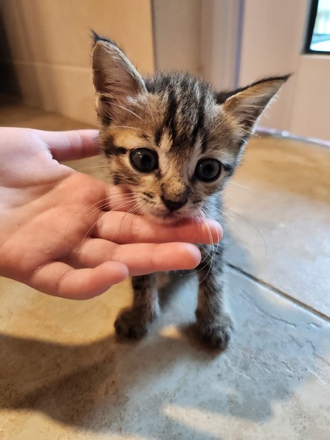 Smokey - Tabby Cat