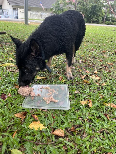 Unknown - Mixed Breed Dog