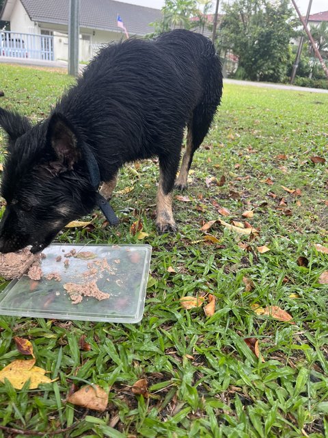 Unknown - Mixed Breed Dog