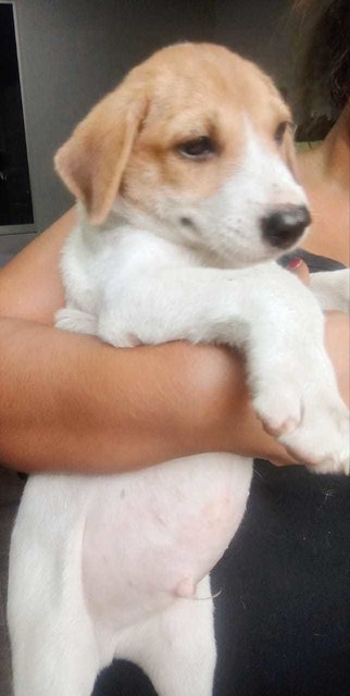 Klang Pups Sept 2023 - Mixed Breed Dog