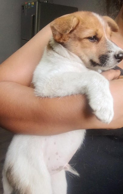 Klang Pups Sept 2023 - Mixed Breed Dog