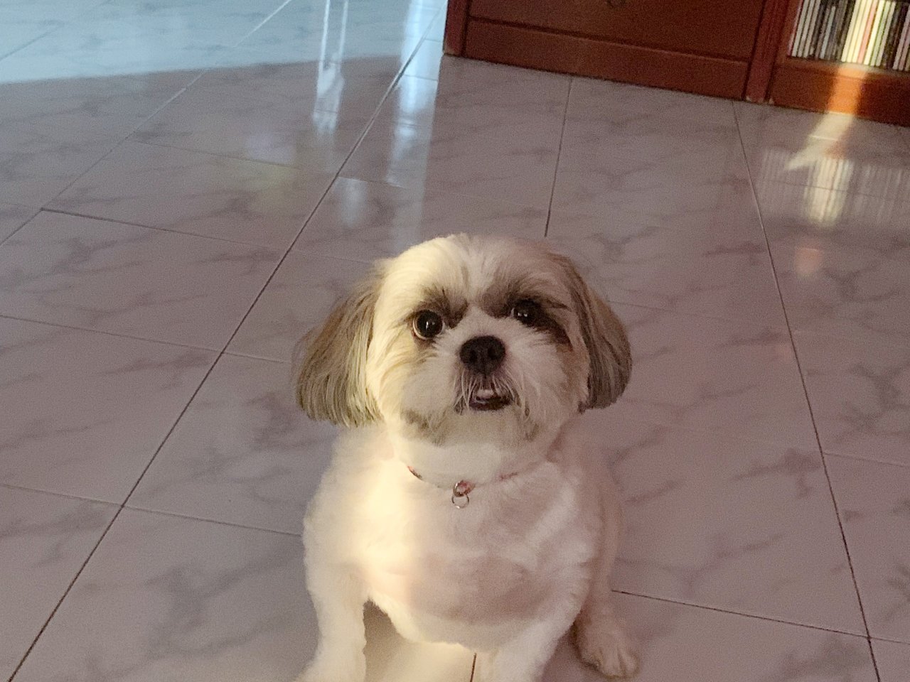 Joy - Shih Tzu Dog