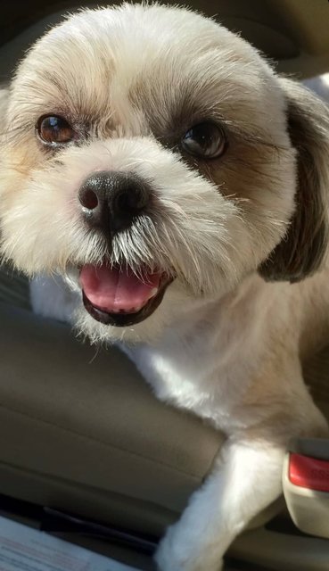 Joy - Shih Tzu Dog