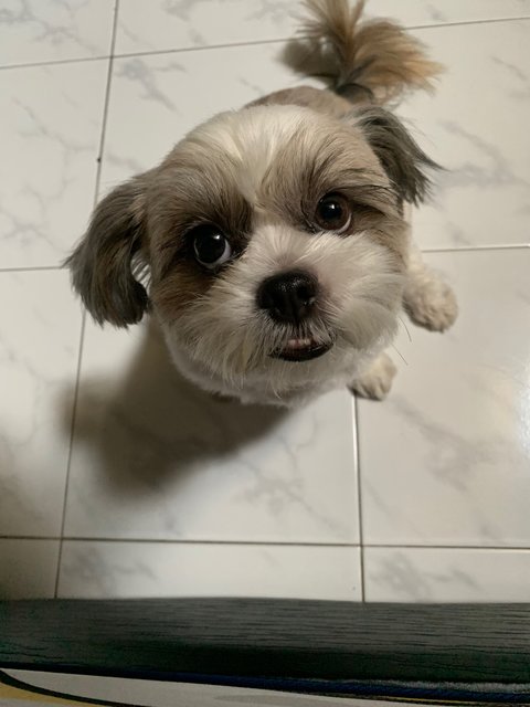 Joy - Shih Tzu Dog