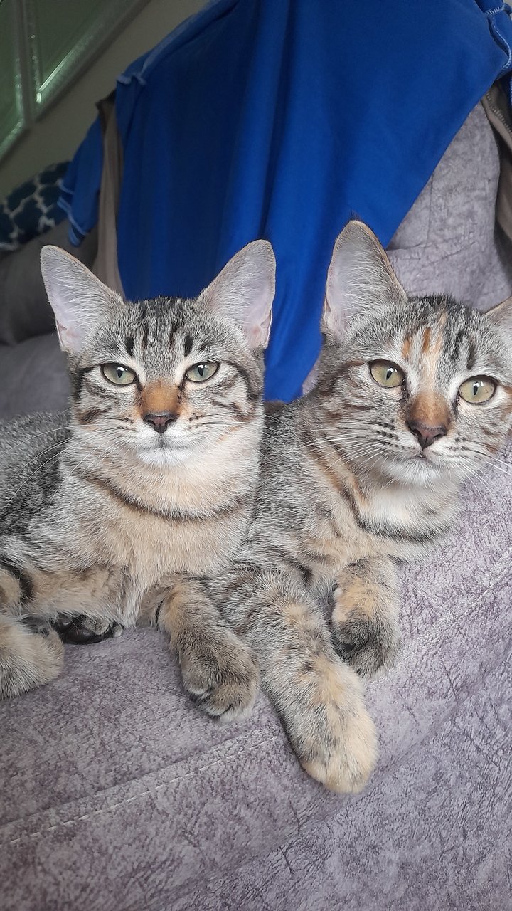 Yayang &amp; Baby - Domestic Short Hair Cat