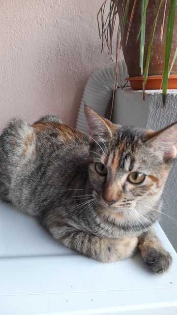 Yayang &amp; Baby - Domestic Short Hair Cat