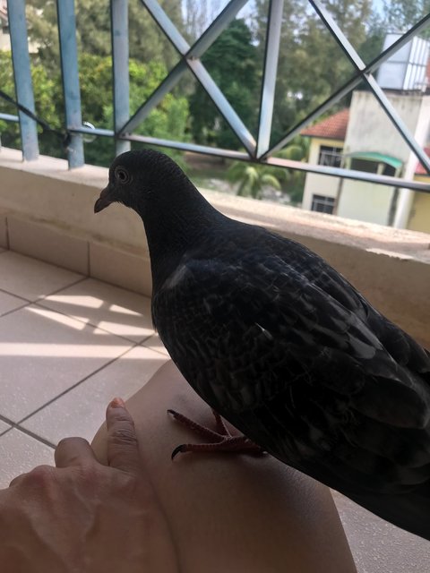 Baby Bird - Pigeon Bird