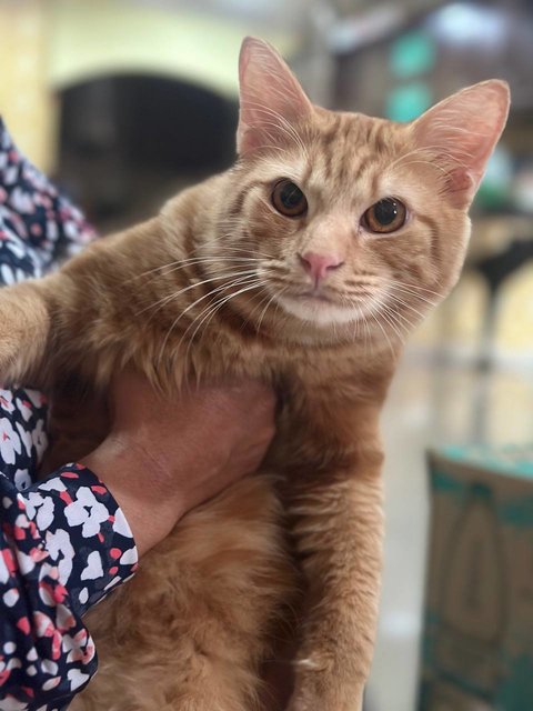 Hazelnut - Domestic Long Hair Cat