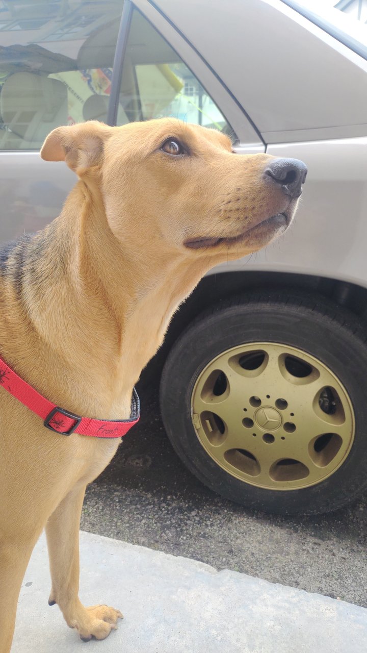 Nayan - German Shepherd Dog Mix Dog