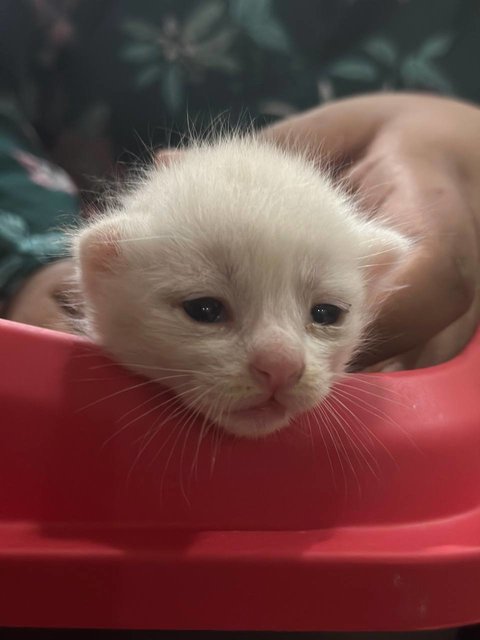 Lil Soft Cheese Board  - Domestic Medium Hair Cat