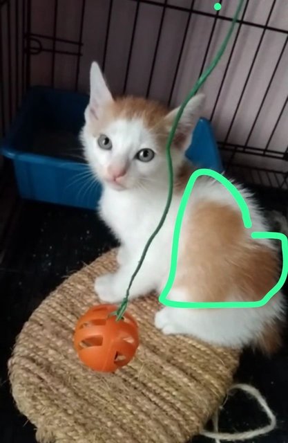 (Heart Shape Baby) - Bobtail + Domestic Medium Hair Cat