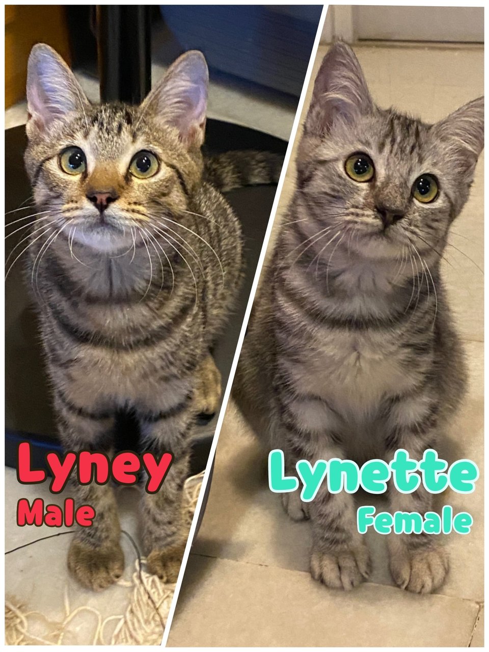 Lyney &amp; Lynette 🐱🐱 - Domestic Short Hair Cat