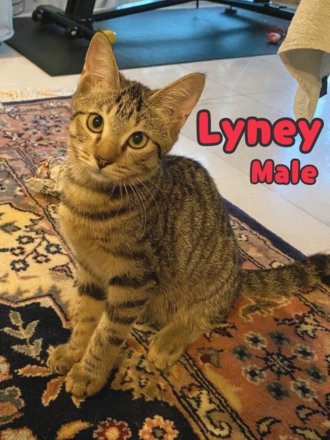 Lyney &amp; Lynette 🐱🐱 - Domestic Short Hair Cat