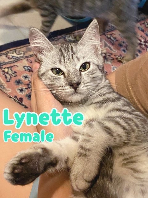 Lyney &amp; Lynette 🐱🐱 - Domestic Short Hair Cat