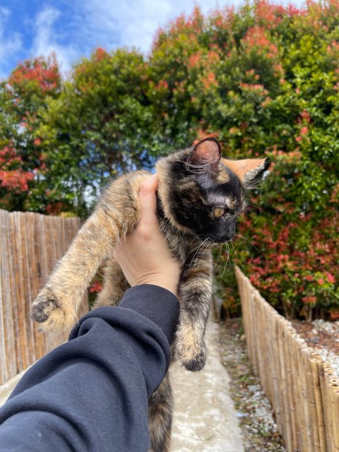 Pincess - Domestic Long Hair Cat