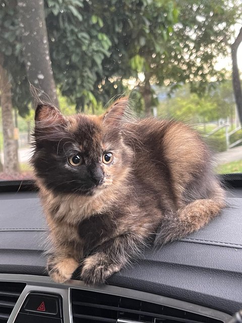 Pincess - Domestic Long Hair Cat