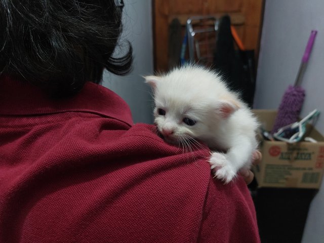 Powie’s Kitten - Calico Cat