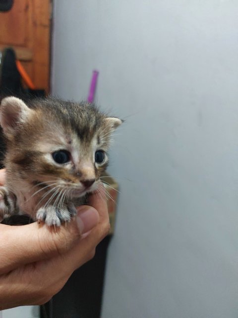 Powie’s Kitten - Calico Cat