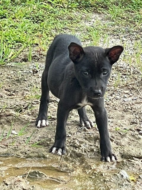 Little Miss Gutsy - Mixed Breed Dog