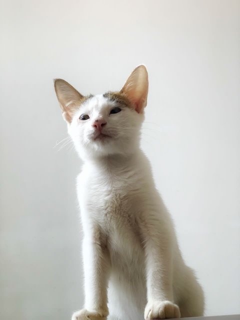 Squint Eastwood - Domestic Short Hair Cat