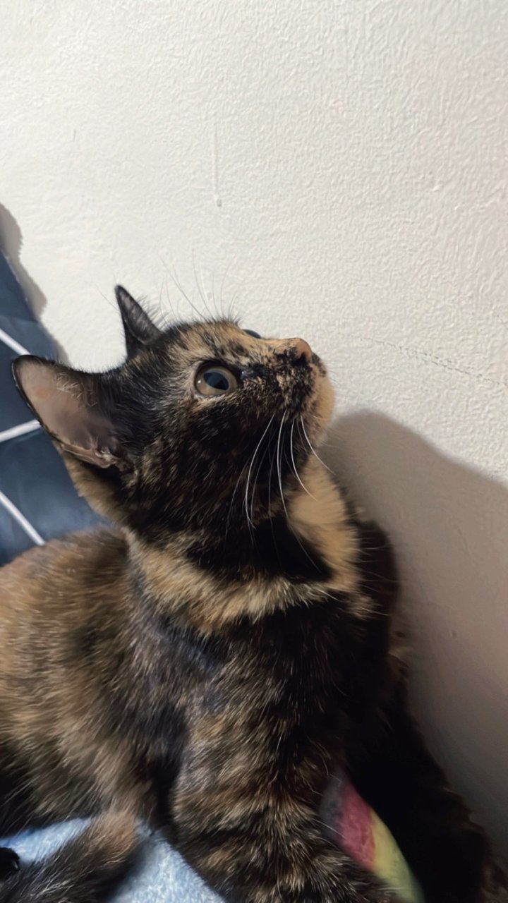 Brown - Tortoiseshell Cat