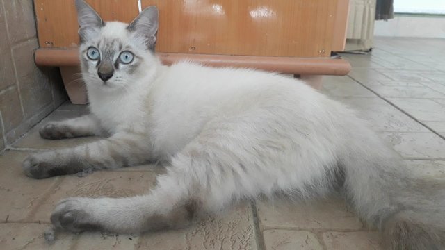 Lilac Point Siamese Mix Persian Kitten - Siamese + Domestic Medium Hair Cat