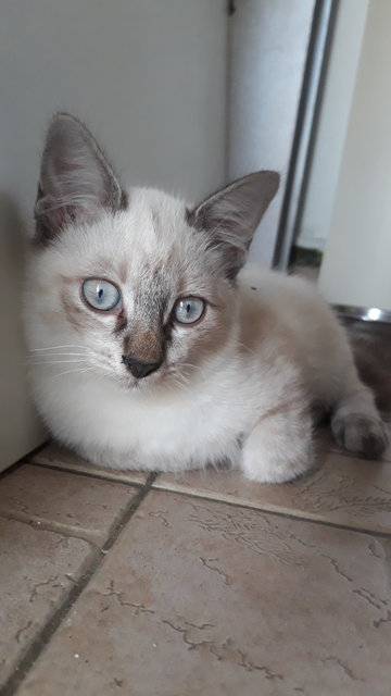 Lilac Point Siamese Mix Persian Kitten - Siamese + Domestic Medium Hair Cat