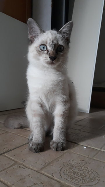 Lilac Point Siamese Mix Persian Kitten - Siamese + Domestic Medium Hair Cat