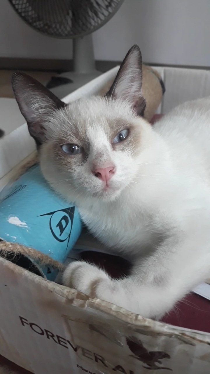 Snowshoe Siamese Kitten - Snowshoe + Domestic Short Hair Cat