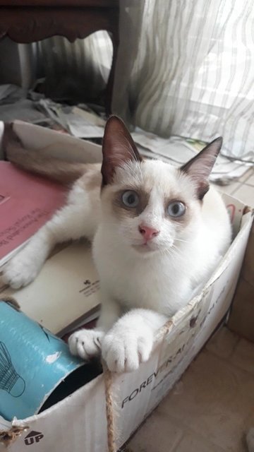 Snowshoe Siamese Kitten - Snowshoe + Domestic Short Hair Cat