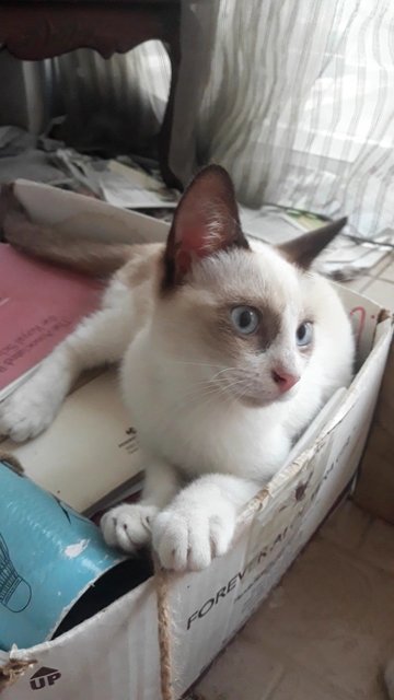 Snowshoe Siamese Kitten - Snowshoe + Domestic Short Hair Cat