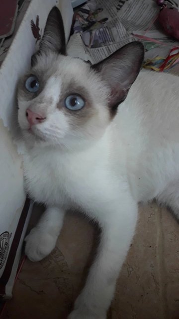 Snowshoe Siamese Kitten - Snowshoe + Domestic Short Hair Cat