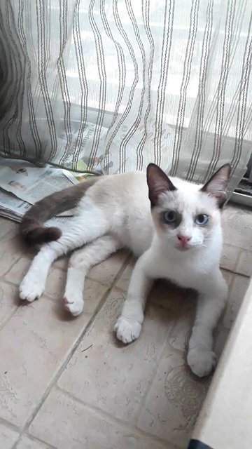 Snowshoe Siamese Kitten - Snowshoe + Domestic Short Hair Cat