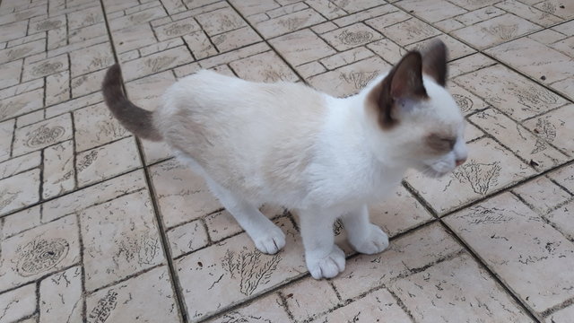 Snowshoe Siamese Kitten - Snowshoe + Domestic Short Hair Cat