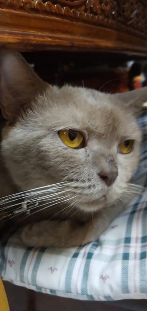 Lilac - British Shorthair Cat