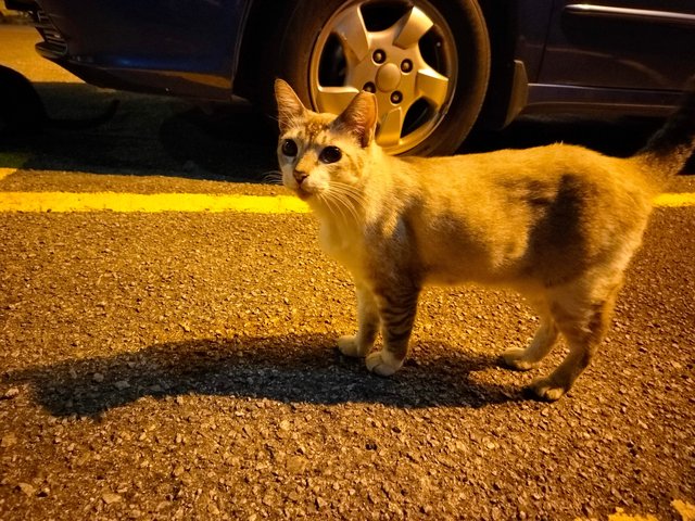 Kitty - Tabby + Domestic Short Hair Cat