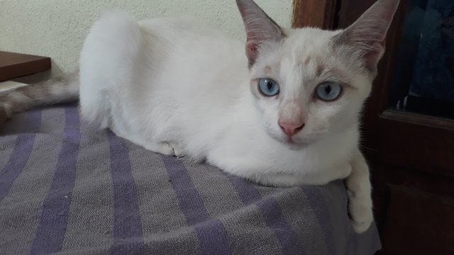 Foreign White Siamese - Siamese + Domestic Short Hair Cat