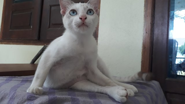 Foreign White Siamese - Siamese + Domestic Short Hair Cat