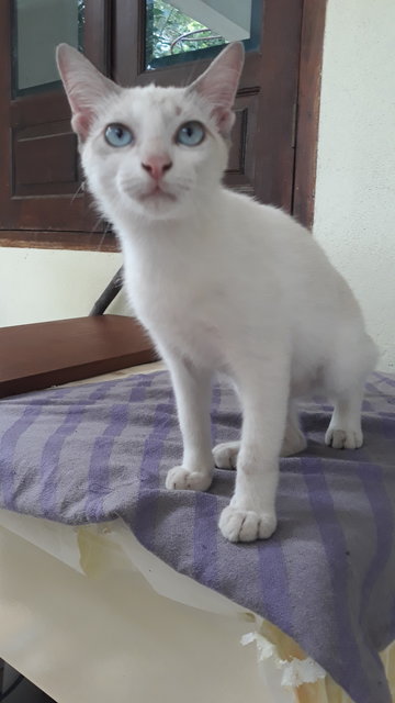 Foreign White Siamese - Siamese + Domestic Short Hair Cat