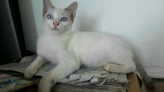 Foreign White Siamese - Siamese + Domestic Short Hair Cat