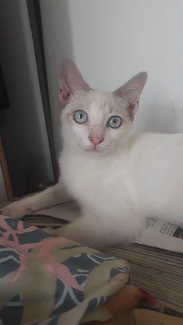 Foreign White Siamese - Siamese + Domestic Short Hair Cat