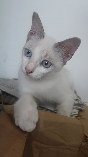 Foreign White Siamese - Siamese + Domestic Short Hair Cat