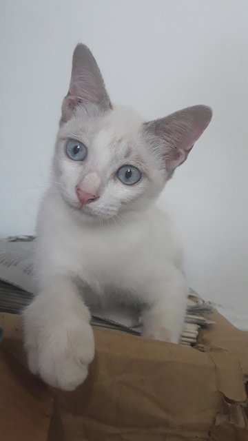 Foreign White Siamese - Siamese + Domestic Short Hair Cat