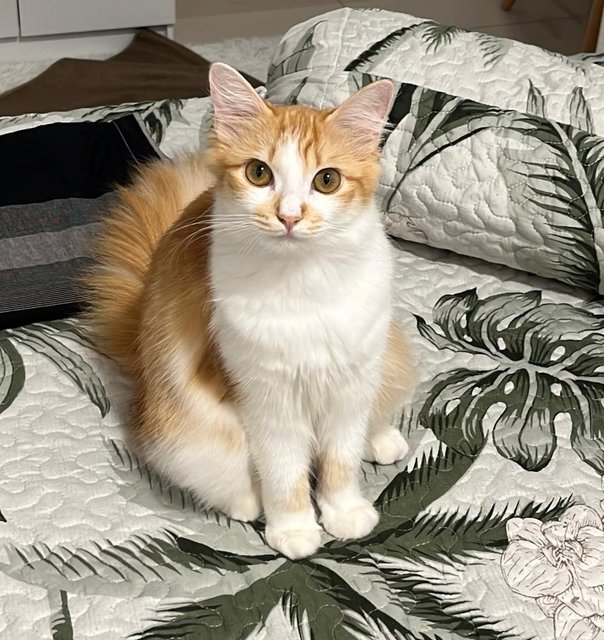 Mochi - Domestic Long Hair Cat