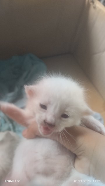 PF129165 - Turkish Angora Cat