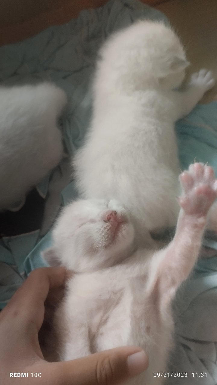 PF129167 - Turkish Angora Cat