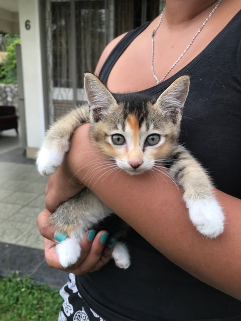 Arwen - Domestic Short Hair Cat