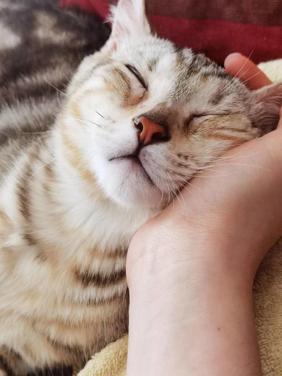 Song - American Shorthair Cat