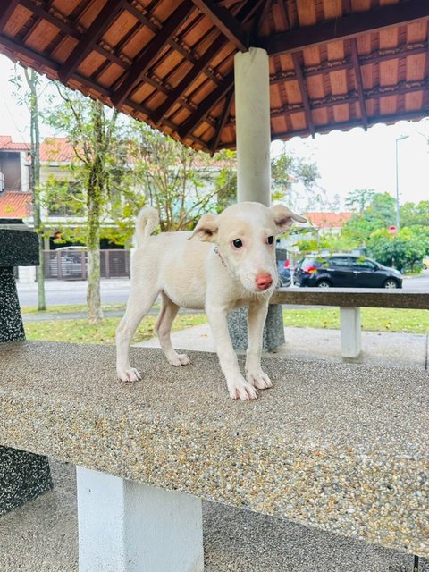 Peppa  - Ibizan Hound Mix Dog